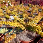 Dráč Thunbergov (Berberis thunbergii) ´SUNSATION ´ - výška 10-20 cm, ⌀ 15-30 cm, kont. C2L